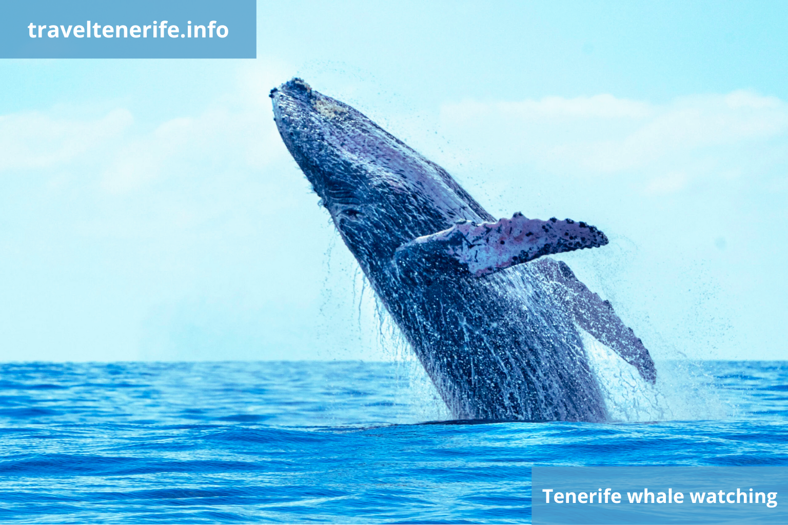 whale watching tenerife