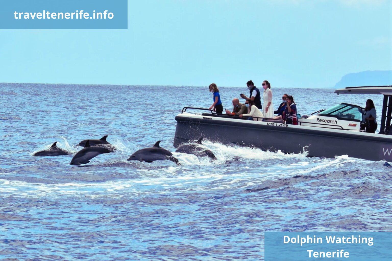 tenerife dolphin watching tours