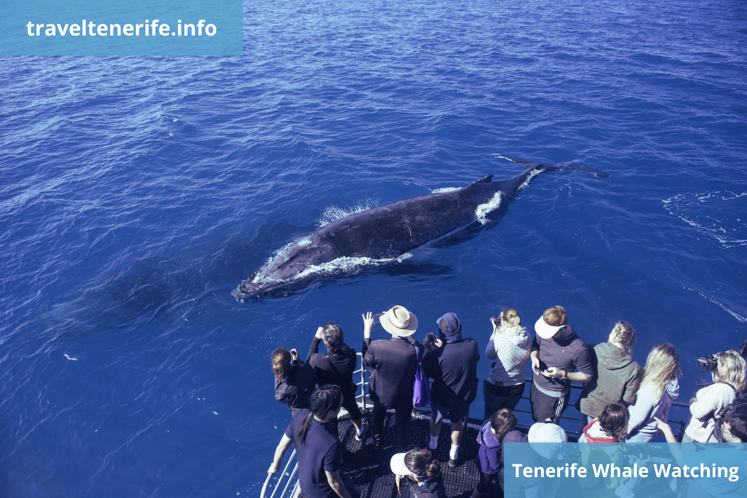 whale watching in tenerife