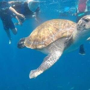 Snorkelling with turtles