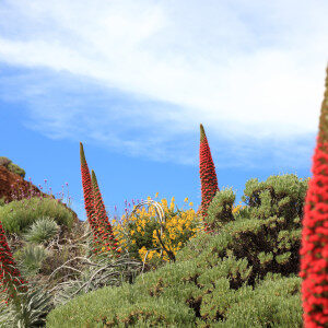 tenerife-plants