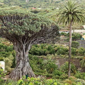 tenerife-dragon-tree