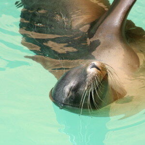 sleeping-sea-lion-6