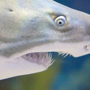 close-up-of-a-shark-featuring-head-with-teeth-and-eye-7