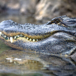 close-up-of-an-alligators-head-7