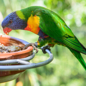 parrots-loro-park-tenerife-7