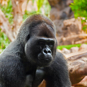 gorilla-monkey-in-park-at-tenerife-canary-6