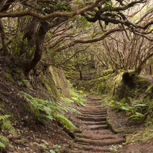 anaga-rain-forest-in-tenerife