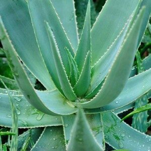 aloe-park-10-300x300-8849093