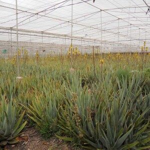 aloe-park-3-300x300-3428126