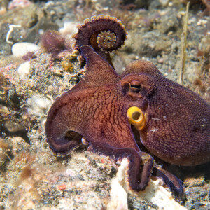 coconut-octopus-underwater-portrait-8