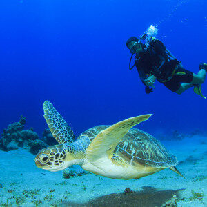 sea-turtle-and-scuba-diver-7