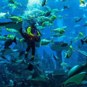 huge-aquarium-in-dubai-diver-feeding-fishes-9