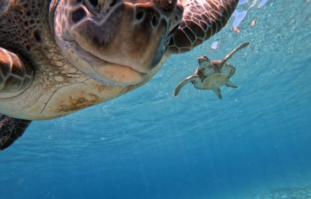 snorkel-with-turtles-tenerife
