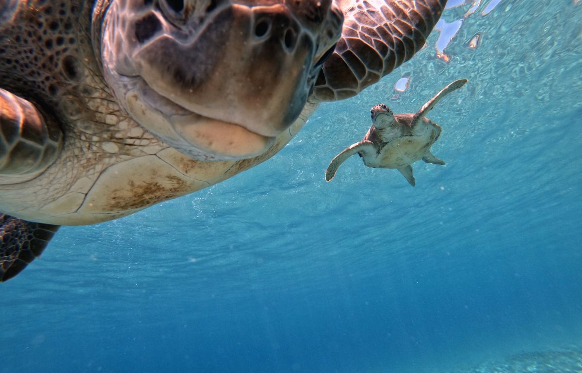 snorkel-z-żółwiami-teneryfa