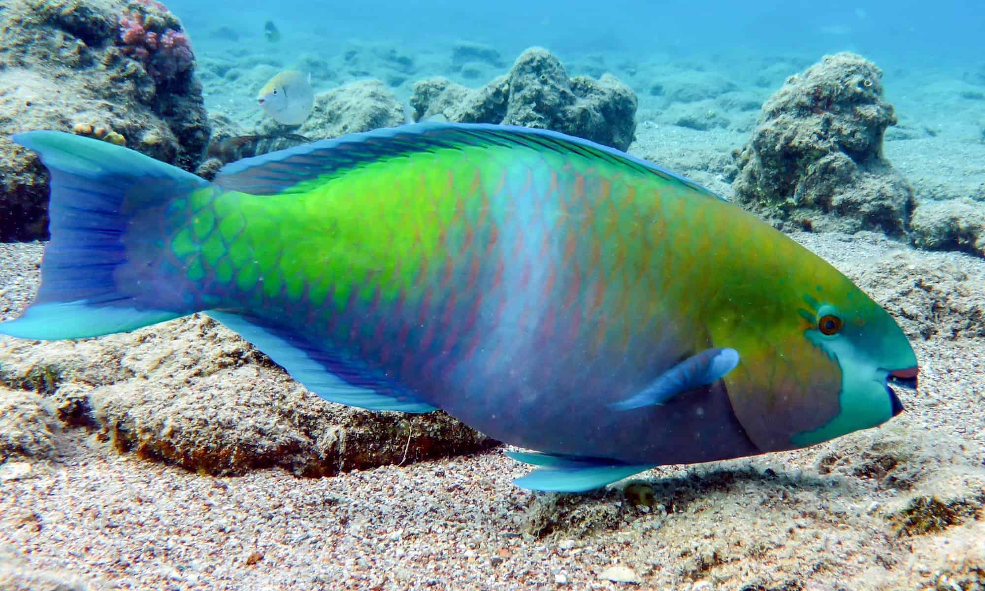 C:UsersVufazzPicturesparrotfish-3.jpg