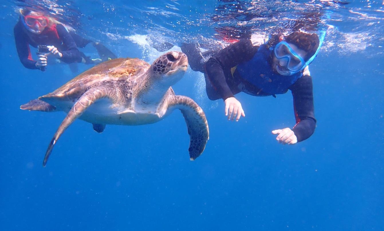 C:UsersVufazzPicturesVista de las tortugas de snorkel.jpg