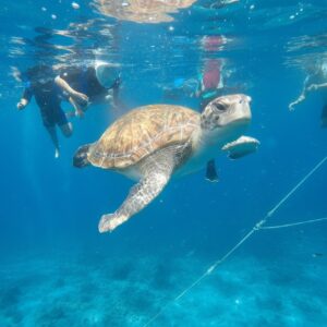 Snorkelling with turtles